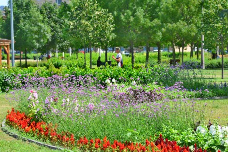 Egyre szebben pompáznak városszerte az egynyári virágok a parkokban
